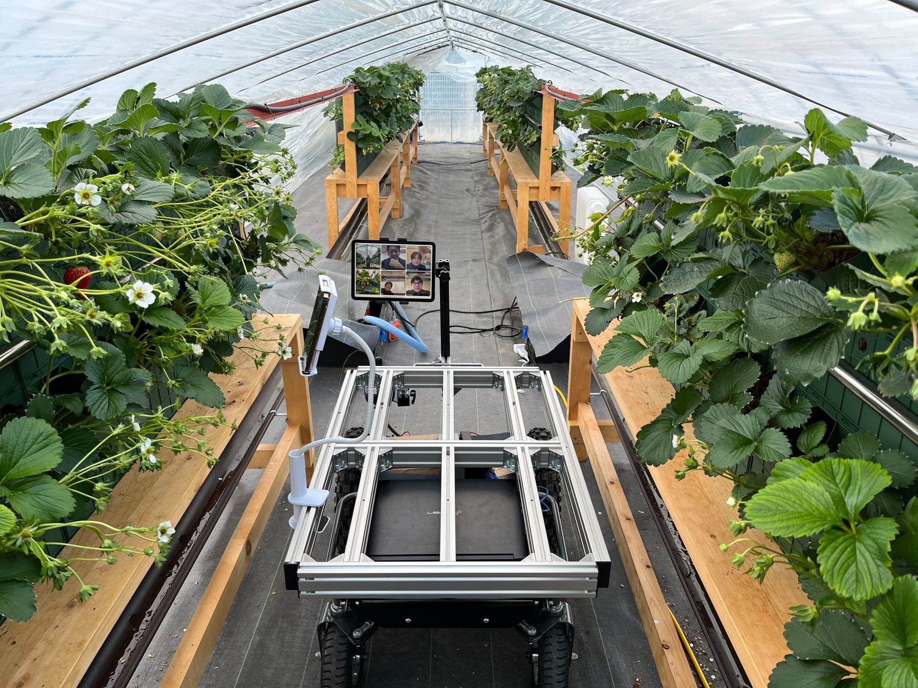 Strawberries growing on raised benches inside an ICHIGO greenhouse in India