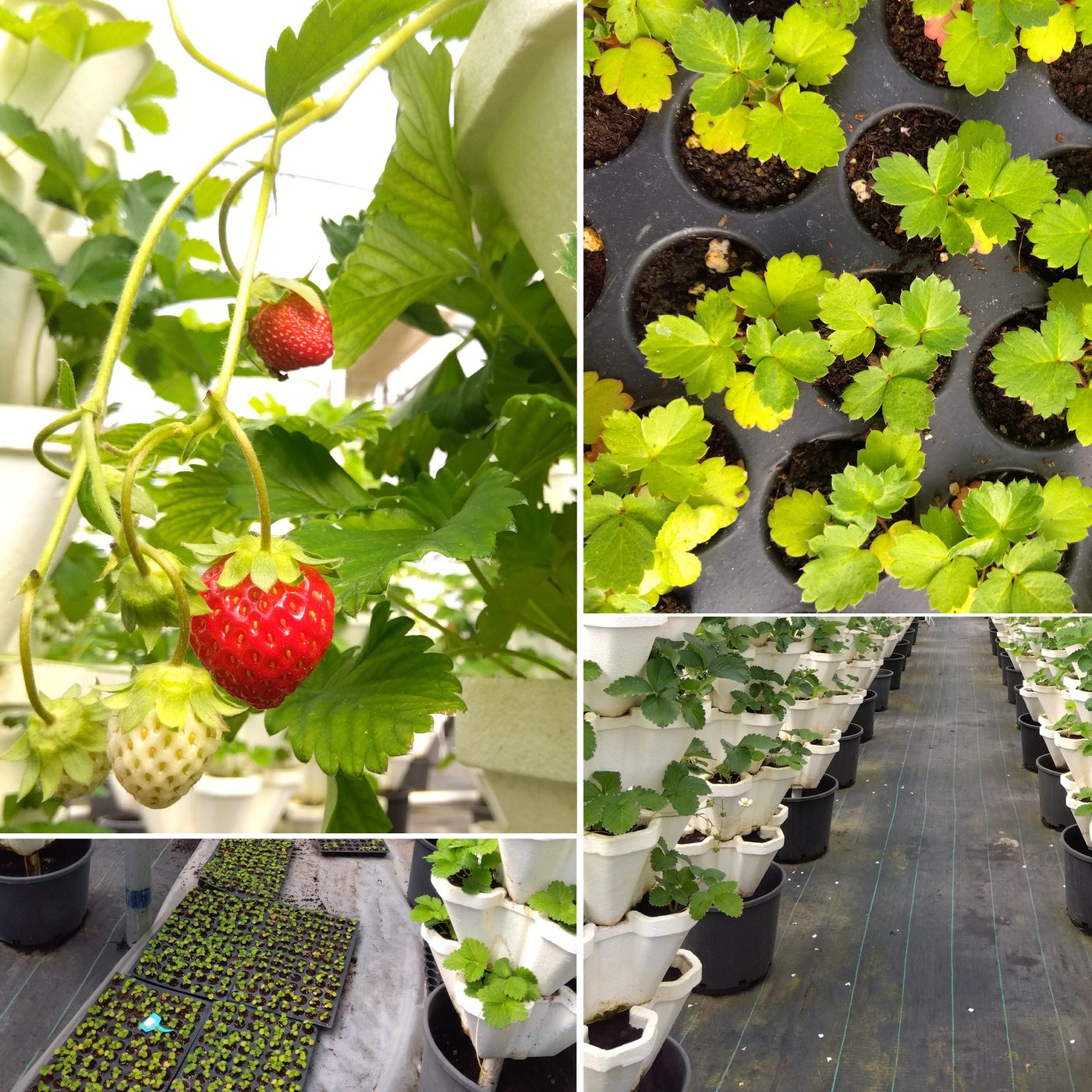 ICHIGO strawberry cultivation in greenhouse and open field