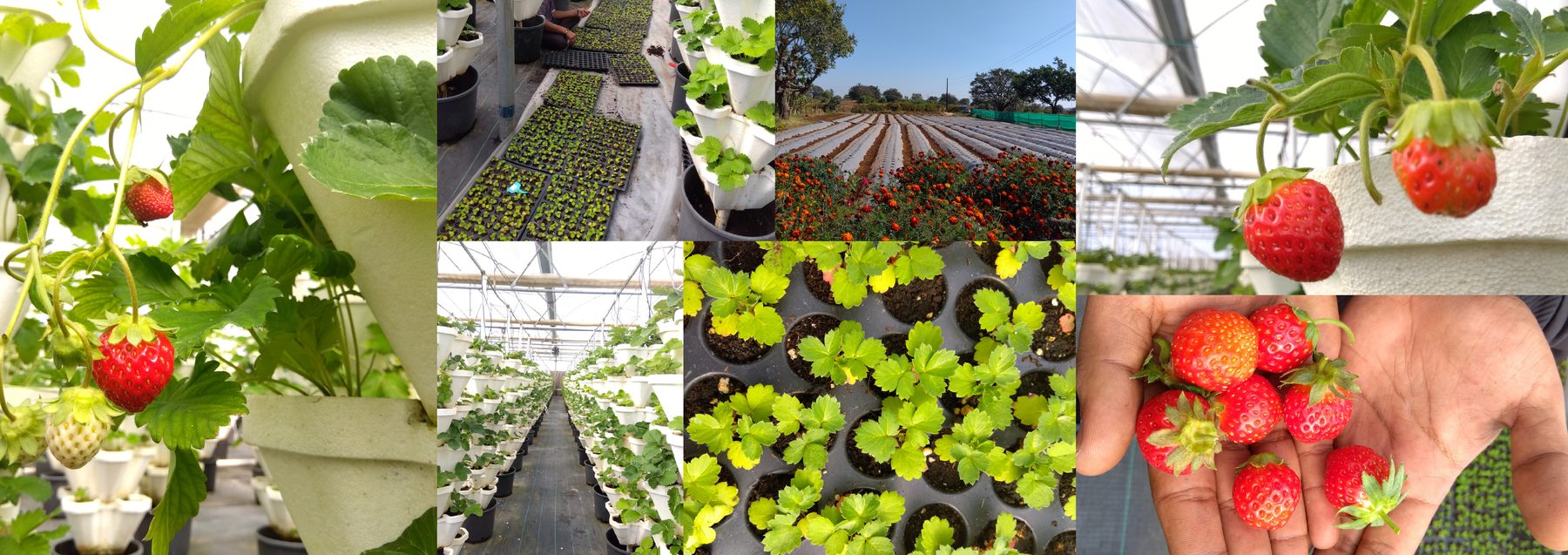 Strawberry cultivation in the field