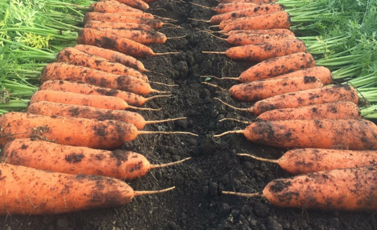 Carrots harvested from a Tsuzuki-managed field