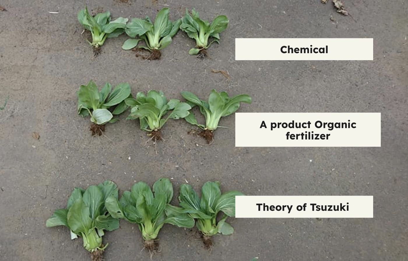 Comparison of chemical fertiliser, a commercial organic fertiliser and the Tsuzuki method
